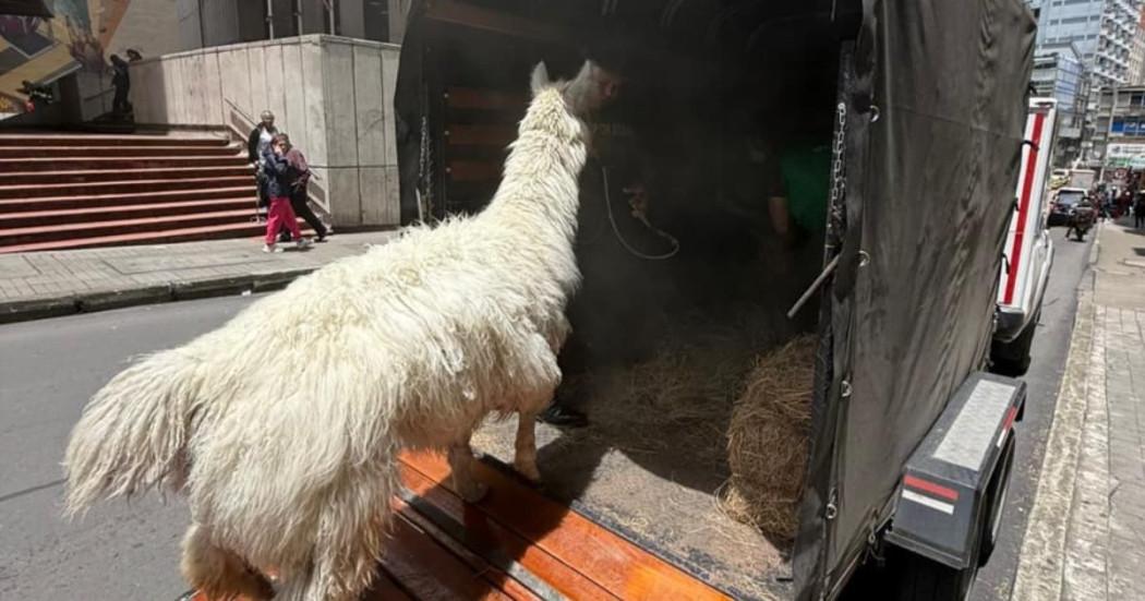 Llama aprendida en centro de Bogotá