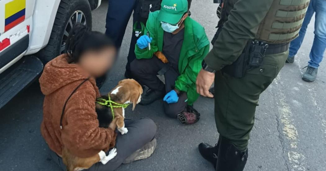 Foto de perra beagle rescatada en Bosa.