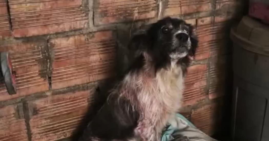 Sasha, perra rescatada en Fontibón