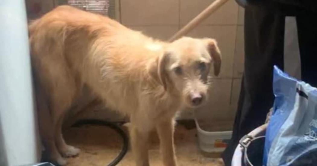 Foto del perro rescatado en Kennedy, al suroccidente de Bogotá.