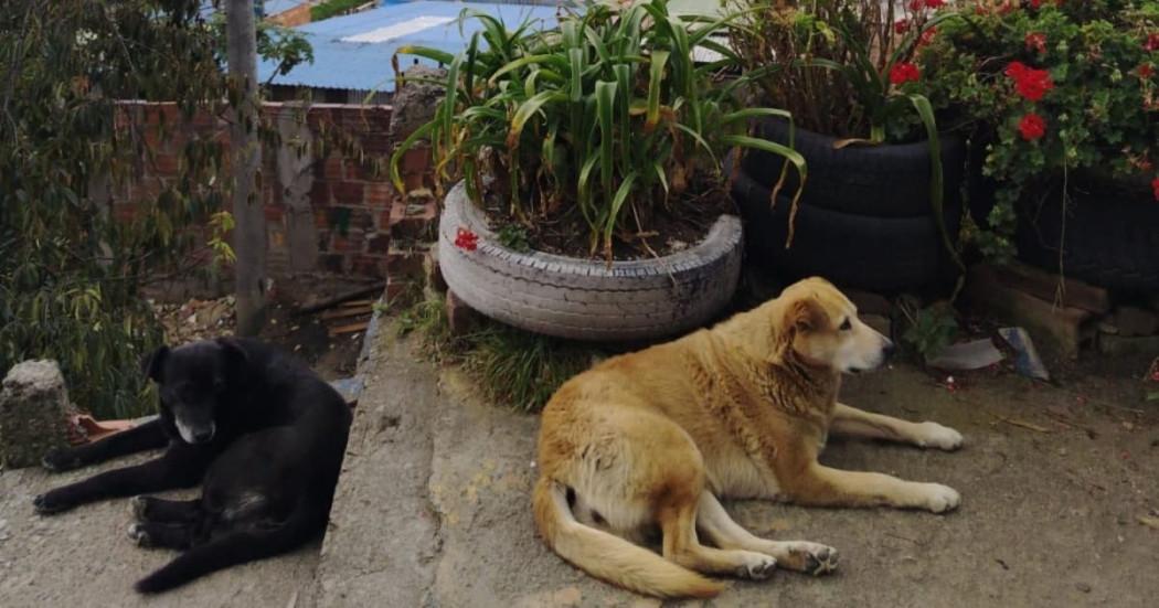 Perros en refugio de Bogotá