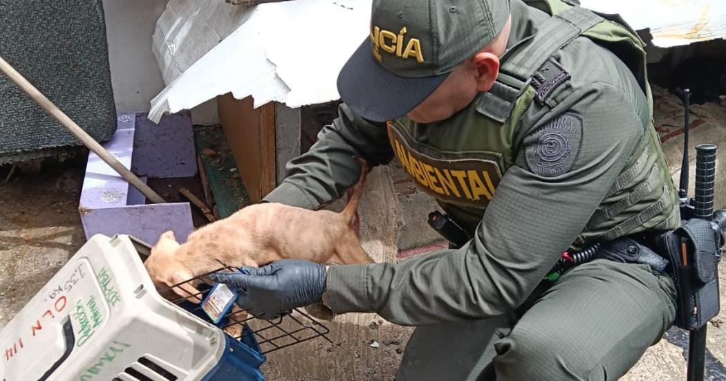 Imagen del operativo de rescate de perros en Rafael Uribe Uribe