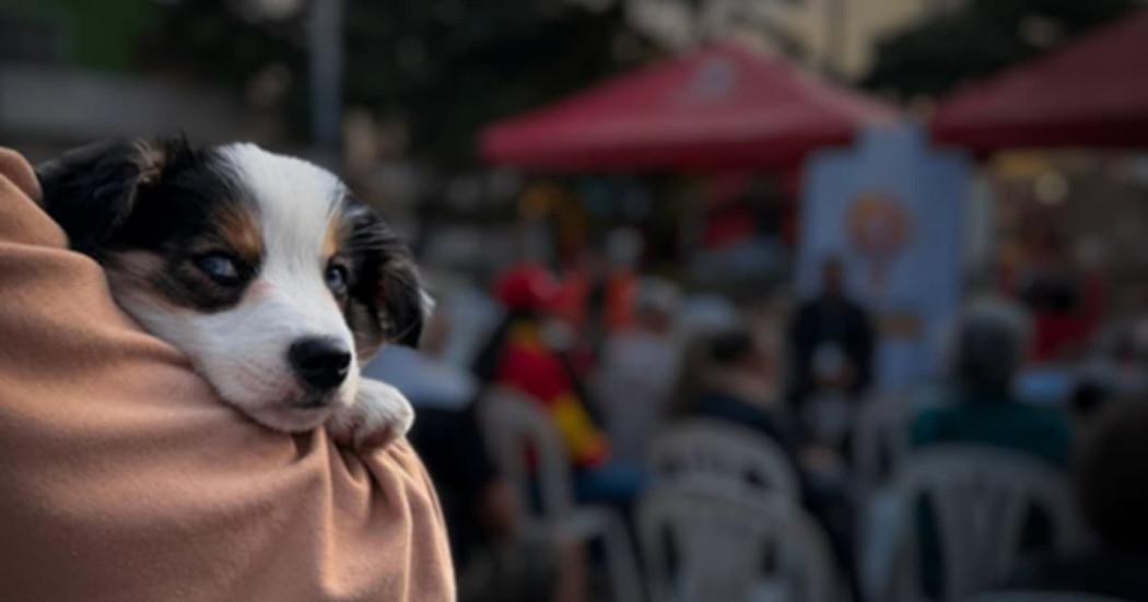Perro cachorro en un centro de protección y cuidado de animales. 