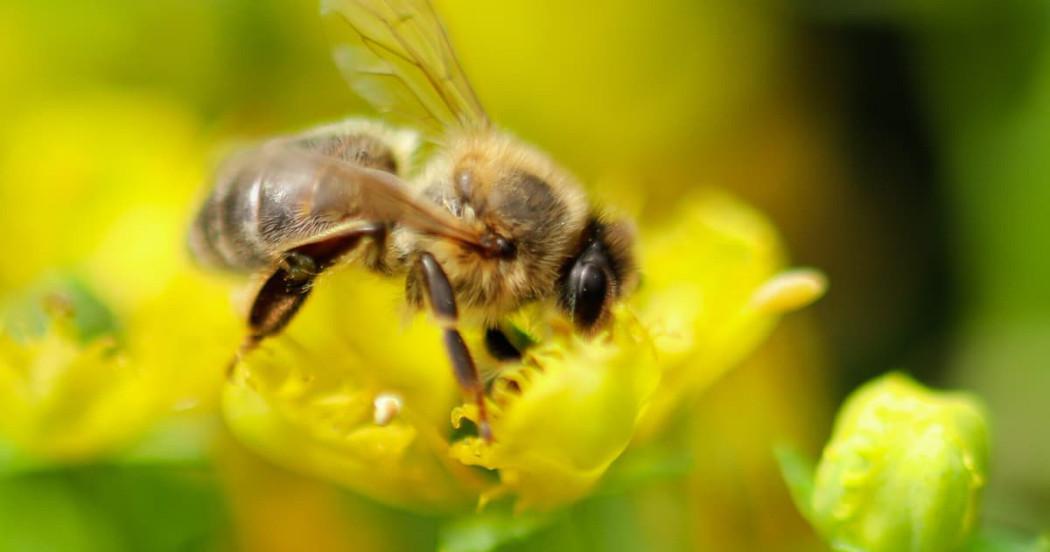 abeja avistada en Bogotá