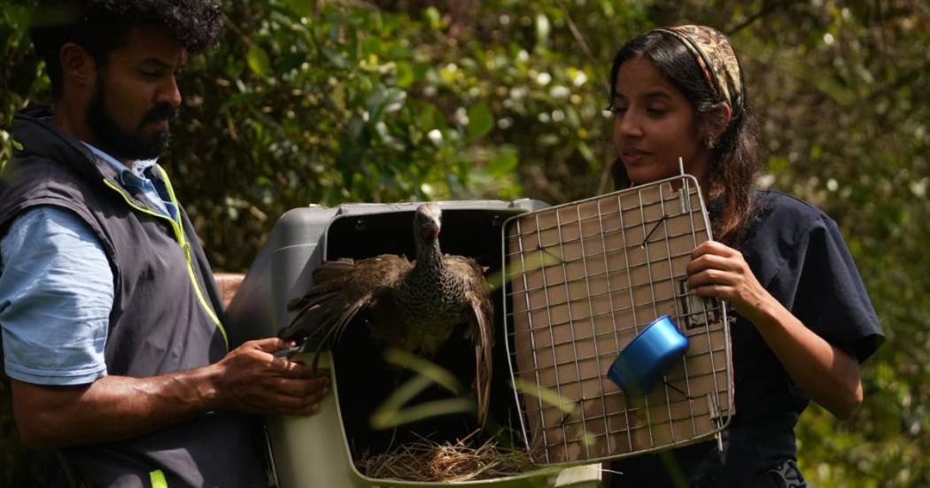 Foto de liberación de animales en Cundinamarca.