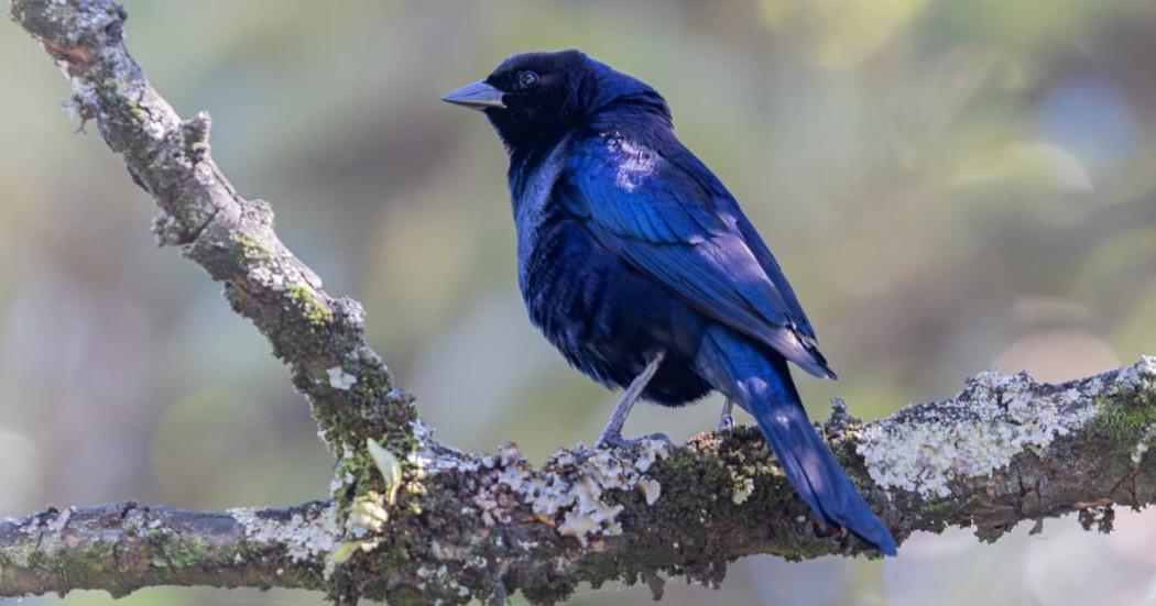 jornada de avistamiento de aves en Bogotá