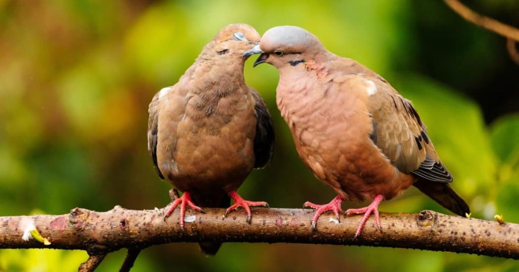 Foto del avistamiento de aves en Bogotá.