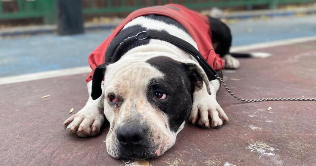 Imagen de un perro pitbull en un parque de Bogotá