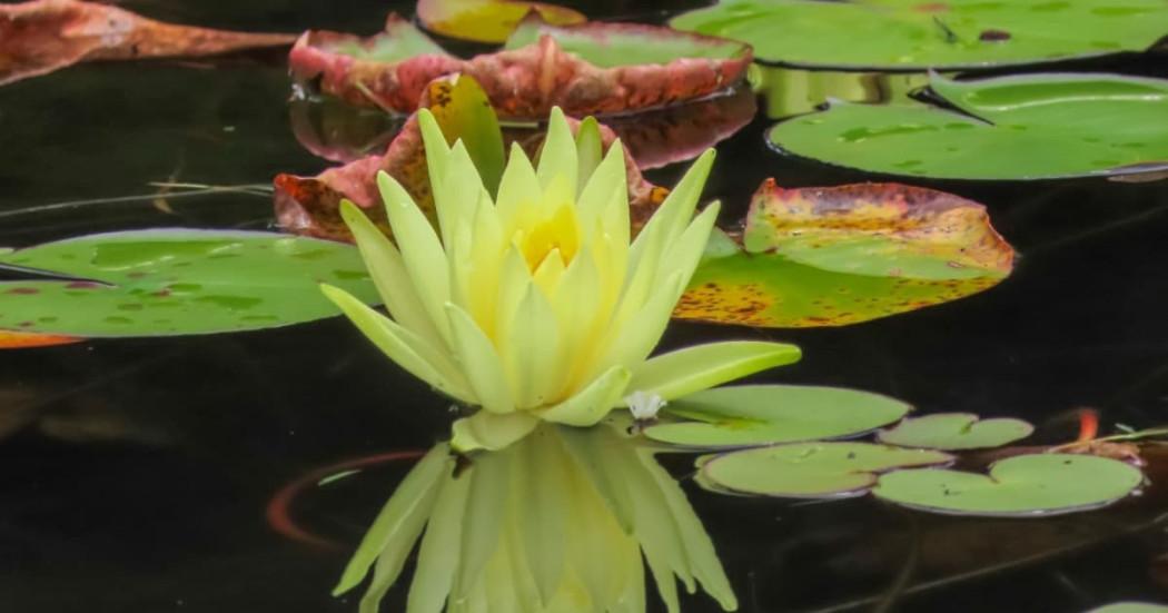 Foto de una planta acuática del Jardín Botánico de Bogotá.