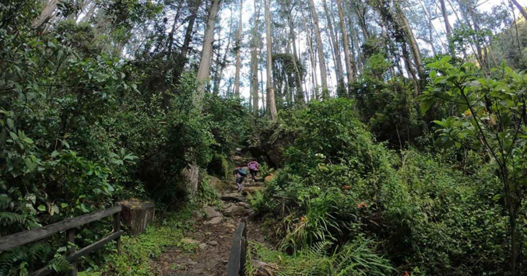 Foto que muestra arboles y un sendero ecológico 