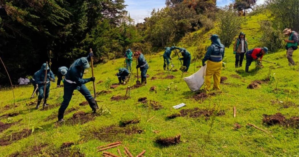 renaturalización vereda Curibital con el Jardín Botánico de Bogotá