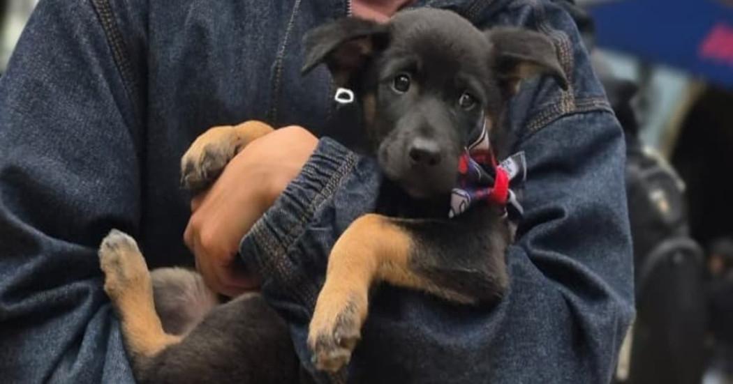 Foto de perro adoptado en Bogotá.