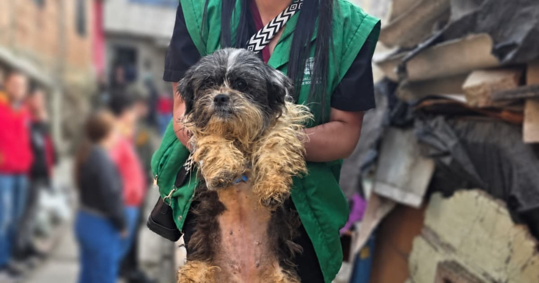 Perro rescatado en Bogotá sostenido por rescatista en localidad donde se realizaron operativos de control contra el maltrato animal