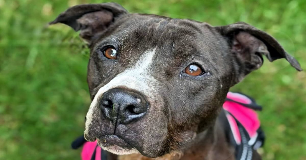 Primer plano de perro mira a cámara promoviendo adopción responsable en Bogotá