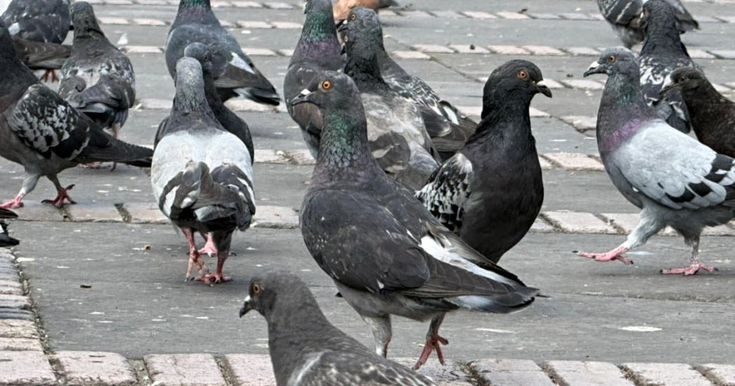 Grupo de palomas camina sobre superficie adoquinada sobre la Plaza de Bolívar de Bogotá