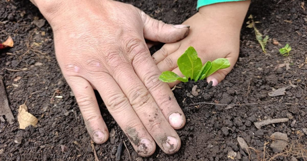 Manos adultas e infantiles protegen plántula verde sembrada en suelo fértil bogotano