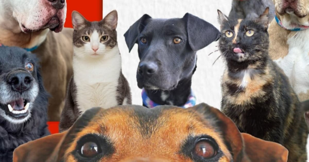 Perros y gatos rescatados aparecen juntos promoviendo adopción responsable para Expopet 2026 en Bogotá