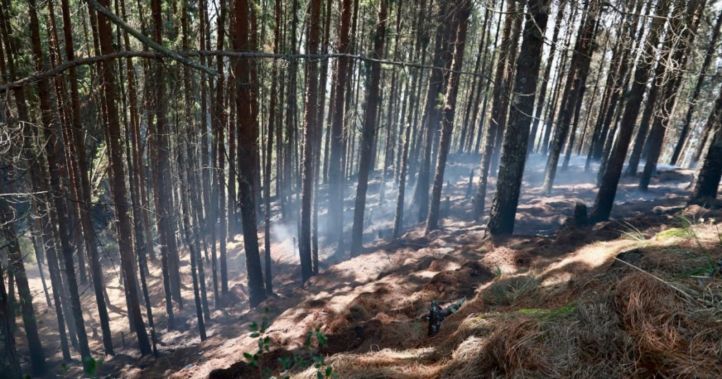 Bosque de pinos con humo visible tras incendio forestal en Bogotá