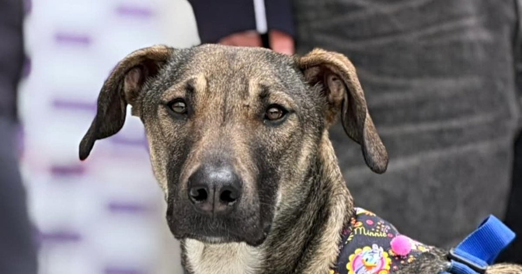 Perro mestizo en Bogotá porta arnés colorido con personas al fondo