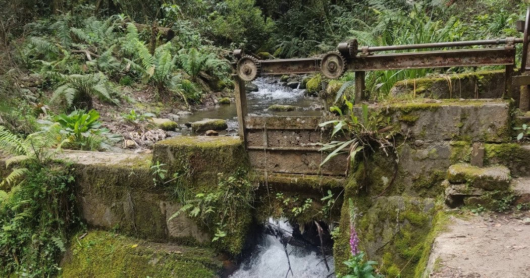 Foto que muestra árboles y una salida de agua 