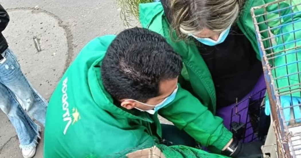 Imagen de referencia con personal de Protección Animal rescata animal dentro de jaula durante operativo urbano