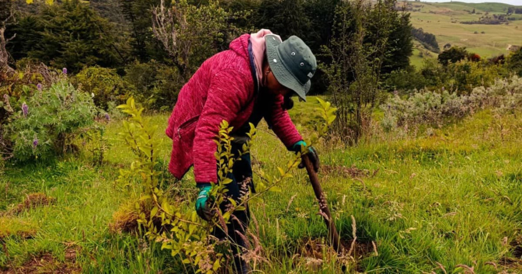 Persona realiza siembra manual de árbol joven en jornada de restauración ambiental en Bogotá