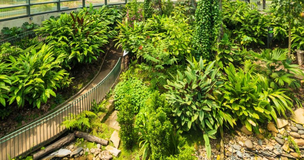 Sendero curvo rodeado de vegetación abundante en el Tropicario del Jardín Botánico de Bogotá