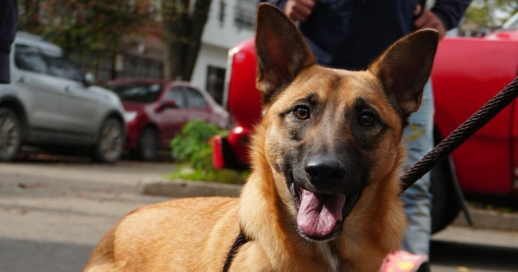Perro con correa acompaña a persona en calle de Bogotá y mira a la cámara