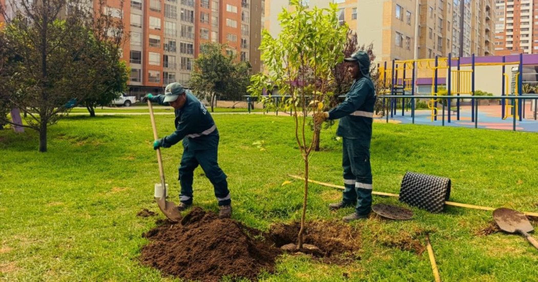 Operarios del Jardín Botánico de Bogotá siembran árbol en parque urbano de Bogotá con edificios de fondo