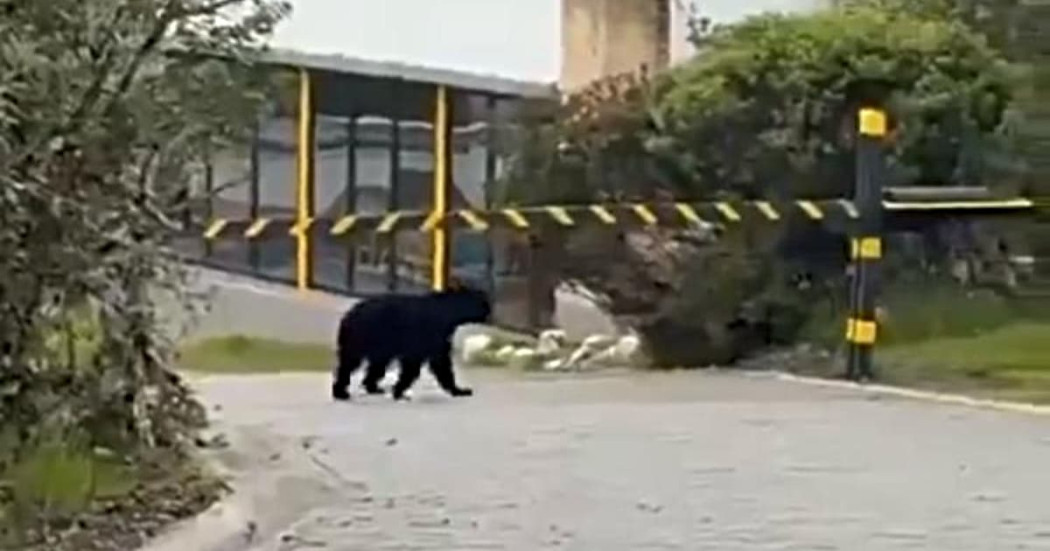 Oso andino camina por vía cerca de cerramiento en zona natural protegida en Chingaza