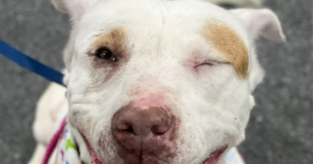 Perro blanco y manchas marrón lleva una correa mientras mira hacia la cámara y tiene un ojo cerrado 