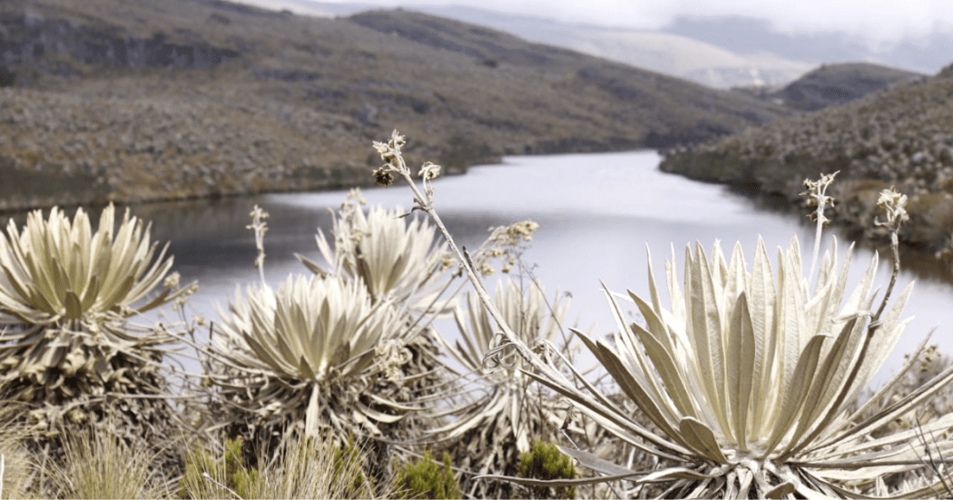 Imagen del páramo de Sumapaz.