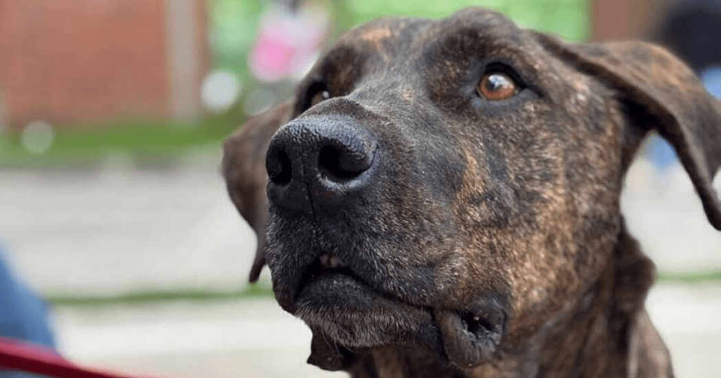 Primer plano de perro de pelaje atigrado durante jornada de adopción responsable del IDPYBA en Bogotá, con mirada al frente y fondo desenfocado.
