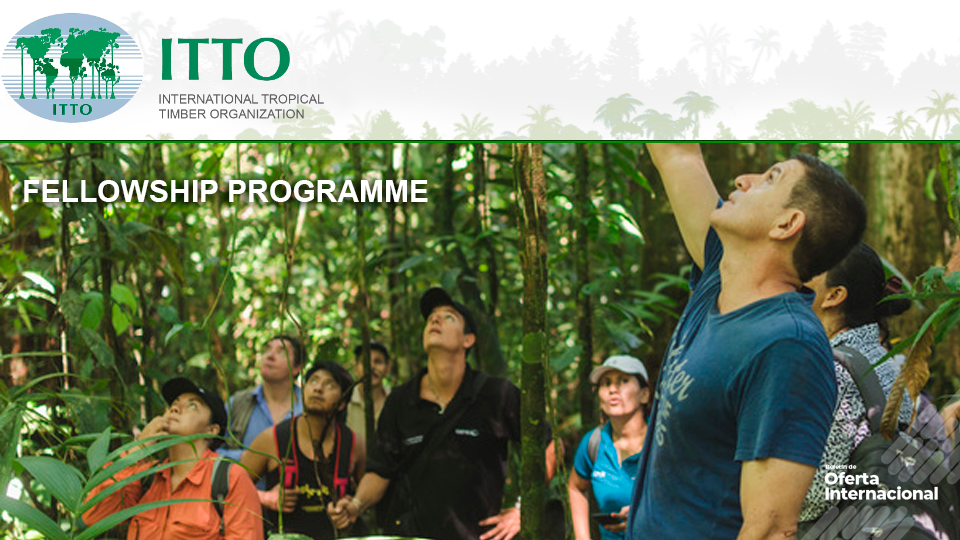 Becarios participando en actividades de formación forestal internacional.