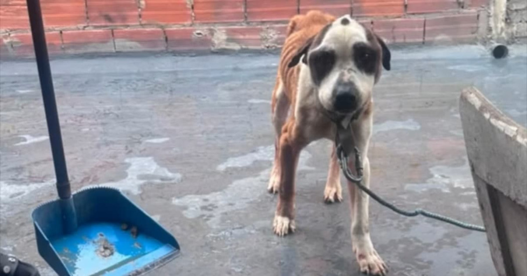 Perro víctima de maltrato animal permanece encadenado en vivienda durante operativo de rescate y protección animal en Bogotá en la localidad de Rafael Uribe Uribe.