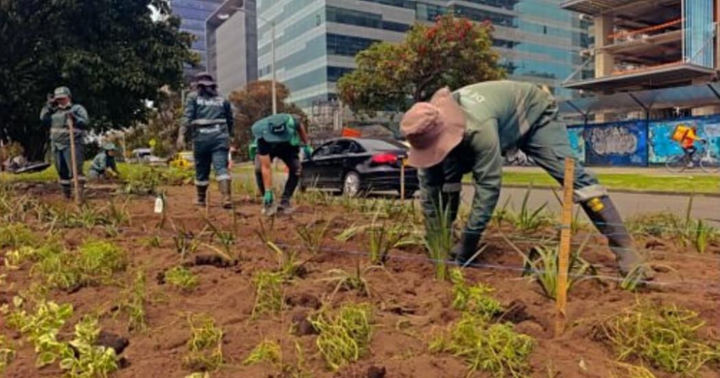 Personal del Jardín Botánico realiza labores de siembra y mantenimiento de plantas ornamentales en jardinera de la calle 26, con edificaciones, vía urbana y vehículos visibles al fondo.