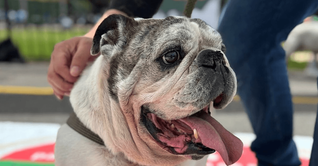 Primer plano de perro bulldog de edad avanzada con correa en espacio público de Bogotá.