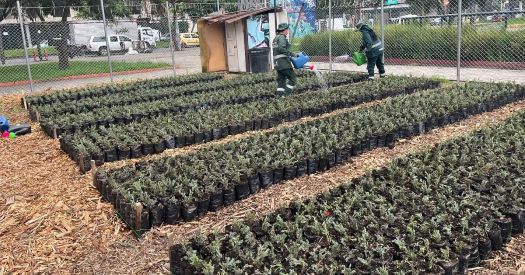 Segundo vivero temporal urbano de Bogotá con producción de material vegetal para proyectos de jardinería y restauración ambiental.