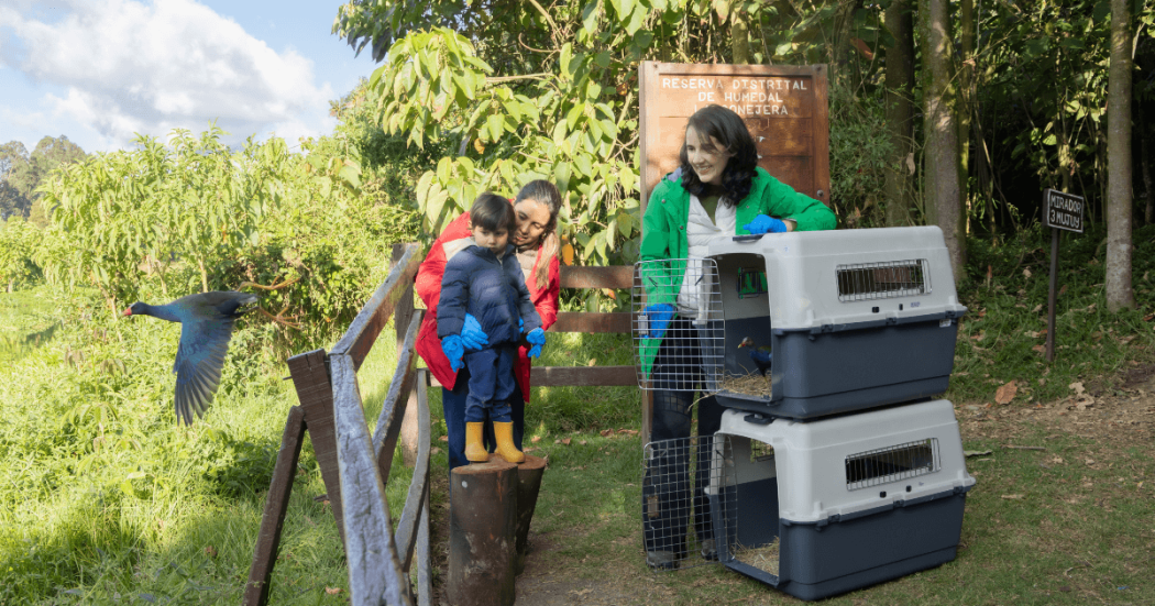 Liberación de aves silvestres rescatadas en el humedal La Conejera de Bogotá, con transportadoras de fauna y personas observando el retorno de los animales a su hábitat natural.