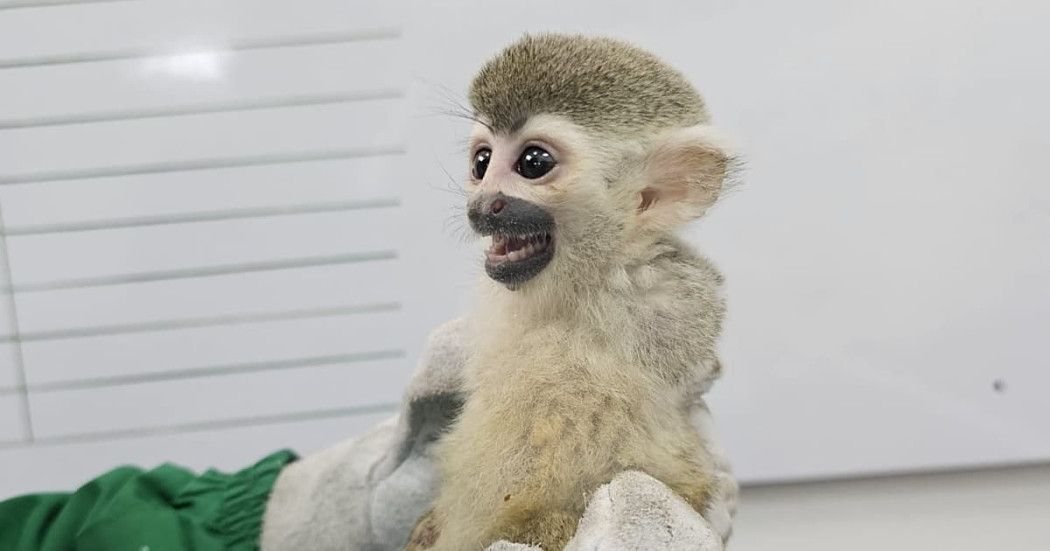 Mono ardilla juvenil recuperado por las autoridades ambientales de Bogotá durante operativo de protección y rescate de fauna silvestre.