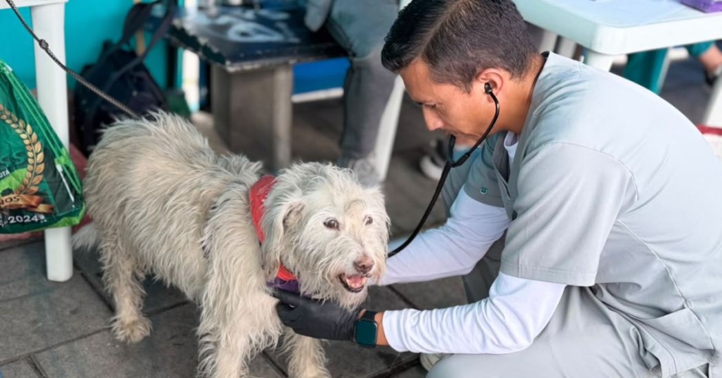 Foto de un veterinario examinando un perro blanco