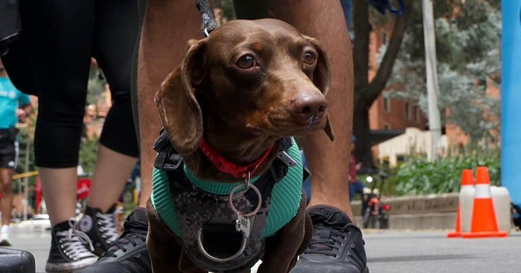 Perro salchicha participa en la Ruta Sabuesos de la Ciclovía de Bogotá, iniciativa para el bienestar de animales de compañía.
