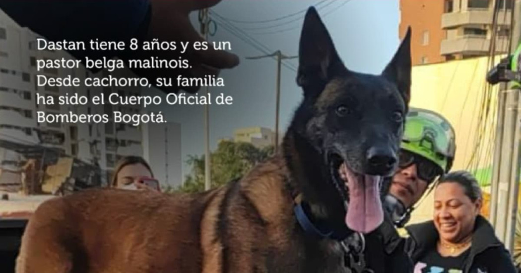 Dastan tiene ocho años y es un pastor belga malinois. Desde cachorro, su familia ha sido el Cuerpo Oficial de Bomberos de Bogotá.