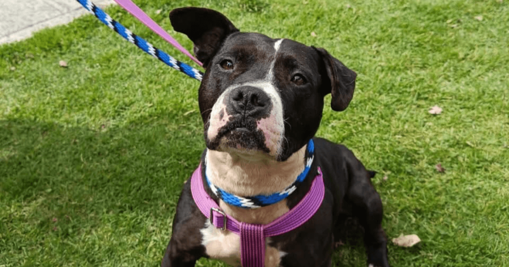 Primer plano de perro negro y blanco con arnés morado y collar azul, sentado sobre césped mientras permanece sujeto con una correa.