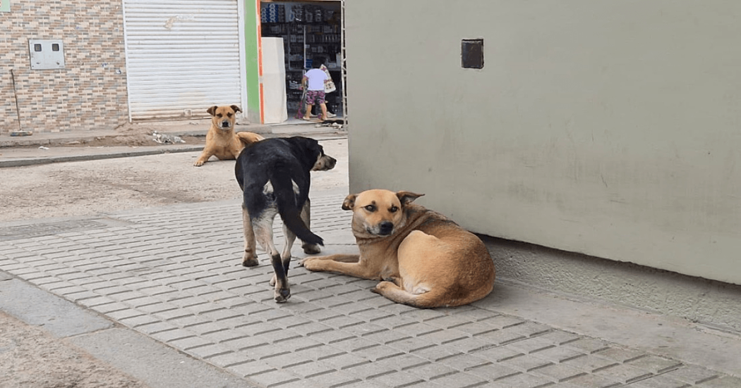 Tres perros permanecen en una calle residencial de Bogotá; dos descansan sobre el andén mientras otro camina entre ellos, en un entorno urbano con viviendas, locales comerciales y tránsito peatonal del sector.