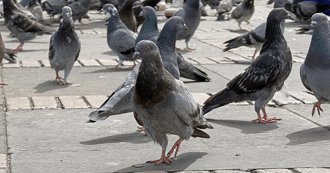 Grupo de palomas camina sobre superficie adoquinada en plaza pública de Bogotá.