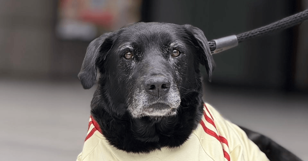 Perro negro adulto con correa observa a la cámara sentado en una calle de la ciudad de Bogotá.