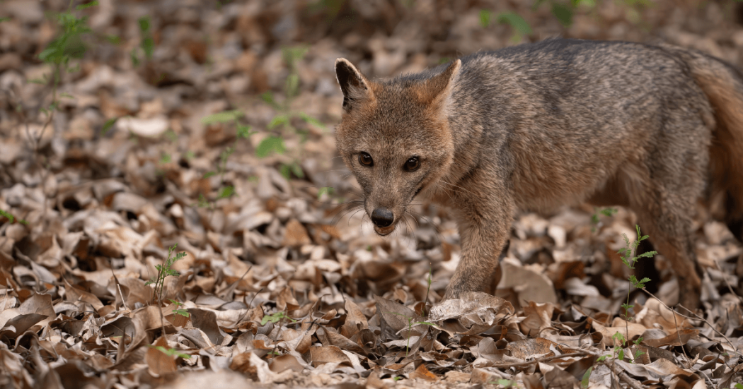 Zorro perruno camina sobre un suelo cubierto de hojarasca en área natural de Bogotá, rodeado de vegetación y bosque nativo.