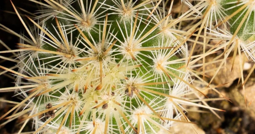 Detalle de cactus con espinas radiales densas y textura verde iluminada natural