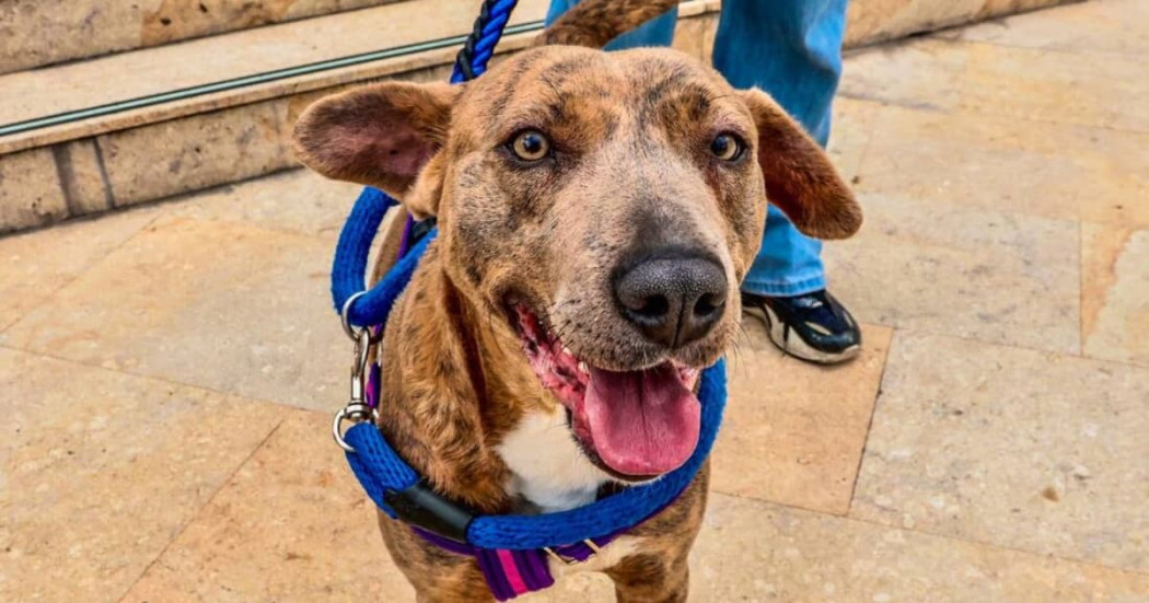 Primer plano de perro atigrado con arnés azul y morado, de pie sobre piso de piedra, mirando a la cámara mientras es sujetado con correa en un espacio urbano.